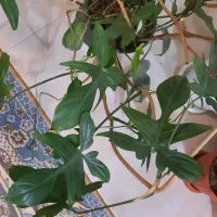 گل پنجه غازی اشک ملکه فیلودندرون پرتقالی