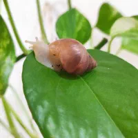 حلزون آچاتینا آلبینو