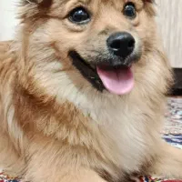 واگذاری سگ پامر روباهی|سگ|مهریز, |دیوار