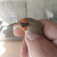 سهره دورگ کرمونی کاشان