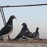 کبوتر .چهار جفت عطیقه مسافتی|پرنده|هامون, |دیوار