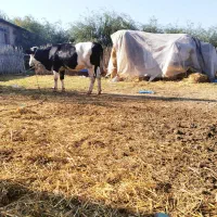 گوساله|حیوانات مزرعه|رامیان, |دیوار