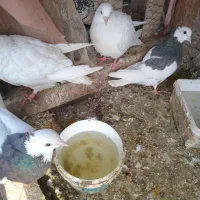 گبوتر|پرنده|سبزوار, هویزه|دیوار