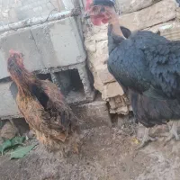 مرغ|حیوانات مزرعه|سمنان, |دیوار