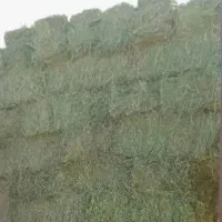 یونجه چین دوم درجه یک پورتعین بالا