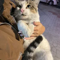 واگذاری گربه