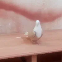 کبوتر|پرنده|نیشابور, سرآب کوشک|دیوار