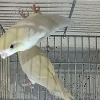 طوطی کاترین مرغ عشق  انگلیسی  پروتلت هشت خان|پرنده|قدس, شهر‌قدس|دیوار