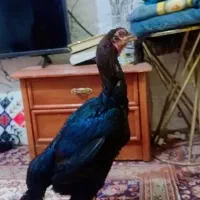 مرغ و خروس|حیوانات مزرعه|چابهار, |دیوار