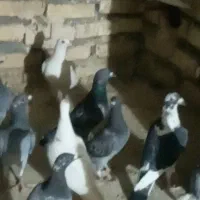 کفتربوم زدوخوردی کفترچاشنی بازی دانه۴۰۰|پرنده|گلمکان, |دیوار