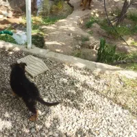 توله سگ ژرمن بلک و بلک فیس