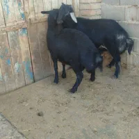 فروش ۳۵ عدد گوسفند افشار