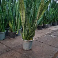 گل و گیاه سانسوریا سبز|گل و گیاه طبیعی|اهواز, پادادشهر|دیوار