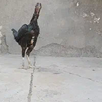 مرغ ذات دار|پرنده|بندرعباس, |دیوار