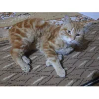 گربه بنام انور