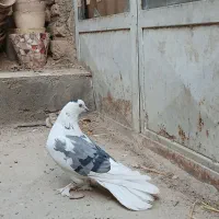 نر اصفهانی روزگاری