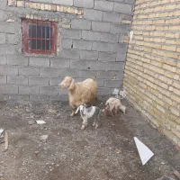 بزبزغاله‌دوقلو‌‌زا‌جوان‌وشیرا