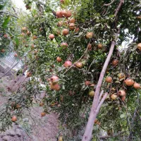 باغ-انار