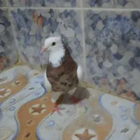 طوقی هفت رنگ
