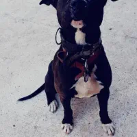 پیت بول ماده|سگ|رشت, کوی حسینی|دیوار