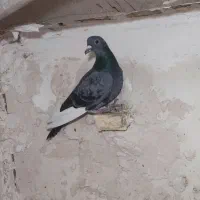 قره سبزکرمونی