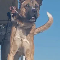 واگذاری طوله سگ سرابی