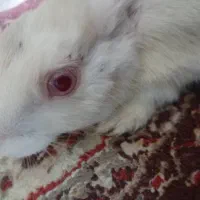 خرگوش