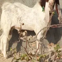 فروشی|حیوانات مزرعه|گله دار, |دیوار