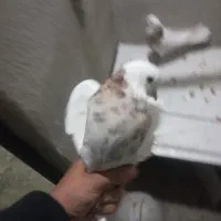 طوقی شهرستانی مسافتی پلاکی