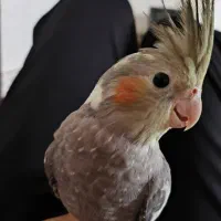 ۳ عدد عروس هلندی|پرنده|شیراز, جرسقان|دیوار