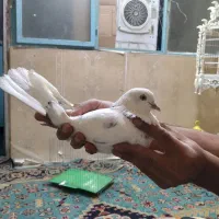 کفترپرشی|پرنده|تهران, اتابک|دیوار
