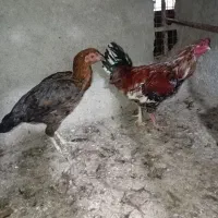 مرغ وخروس|حیوانات مزرعه|گنبد کاووس, |دیوار