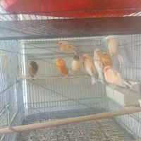 قناری نر و ماده|پرنده|سمنان, |دیوار