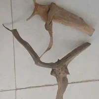 فروش چوب آبنوس برای آکواریوم|ماهی|بروجرد, |دیوار