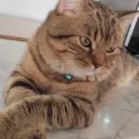 گربه|گربه|مهاباد (آذربایجان غربی), |دیوار