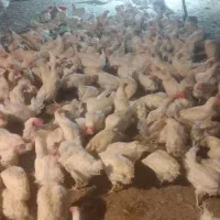 مرغ سفید جوان