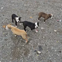 سگ نگهبان|سگ|ایلام, |دیوار