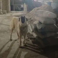 سرابی ۲ساله ماده|سگ|اندیمشک, |دیوار