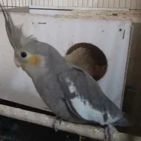 عروس هلندی جوجه