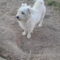 سگ پامرشیتزو نر|سگ|خوی, |دیوار