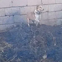 سگ پاپی|سگ|تربت جام, کلالی|دیوار