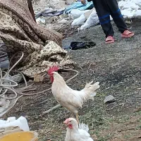 یک خروس مهلی رنگ سفید