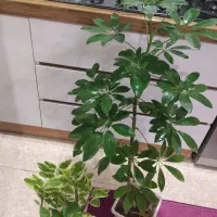 گل طبیعی بزرگ هردوباهم
