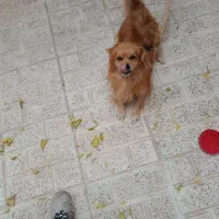 سگ اشبیز روباهی