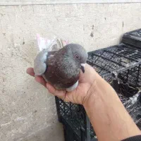 کفتر غریب گیری200