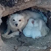 تول با 4 تا توله