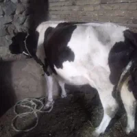 گاو جوان بدون گوساله یک شکم زائده