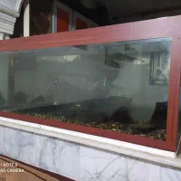 آکواریوم ماهی|ماهی|گنبد کاووس, |دیوار