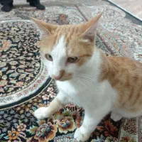 گربه نر خانگی واگذاری رایگان