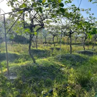 فروش باغ کیوی در شهرحویق